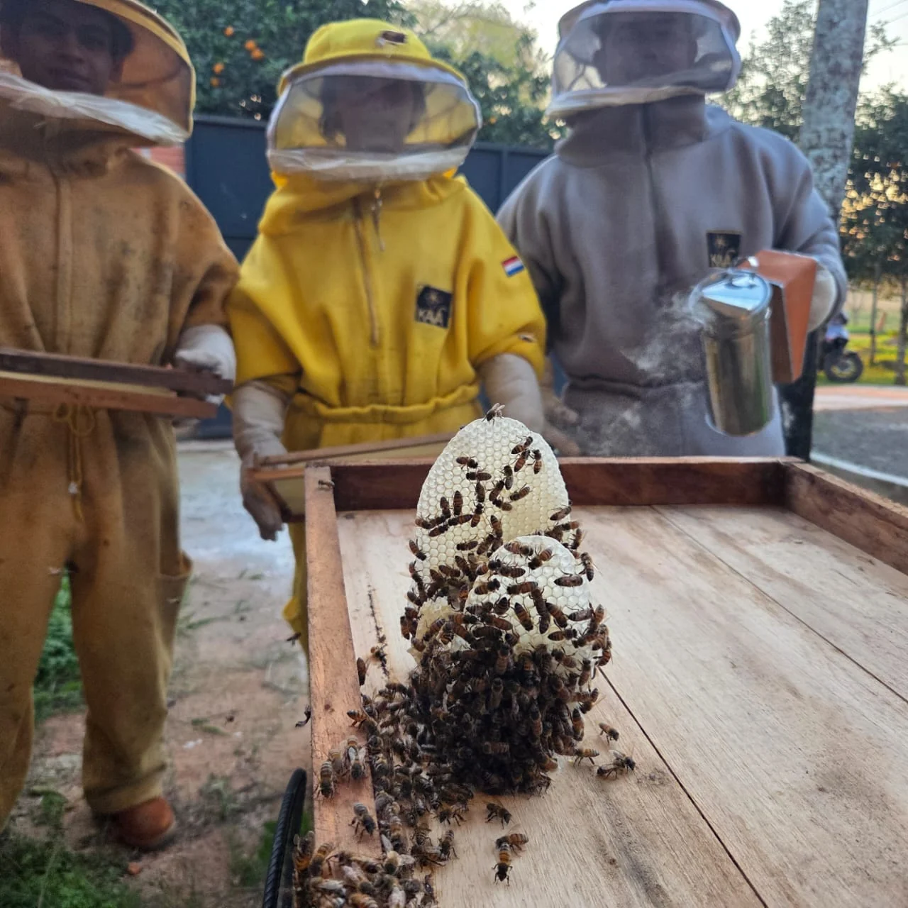 Técnico Superior en Producción Agropecuaria